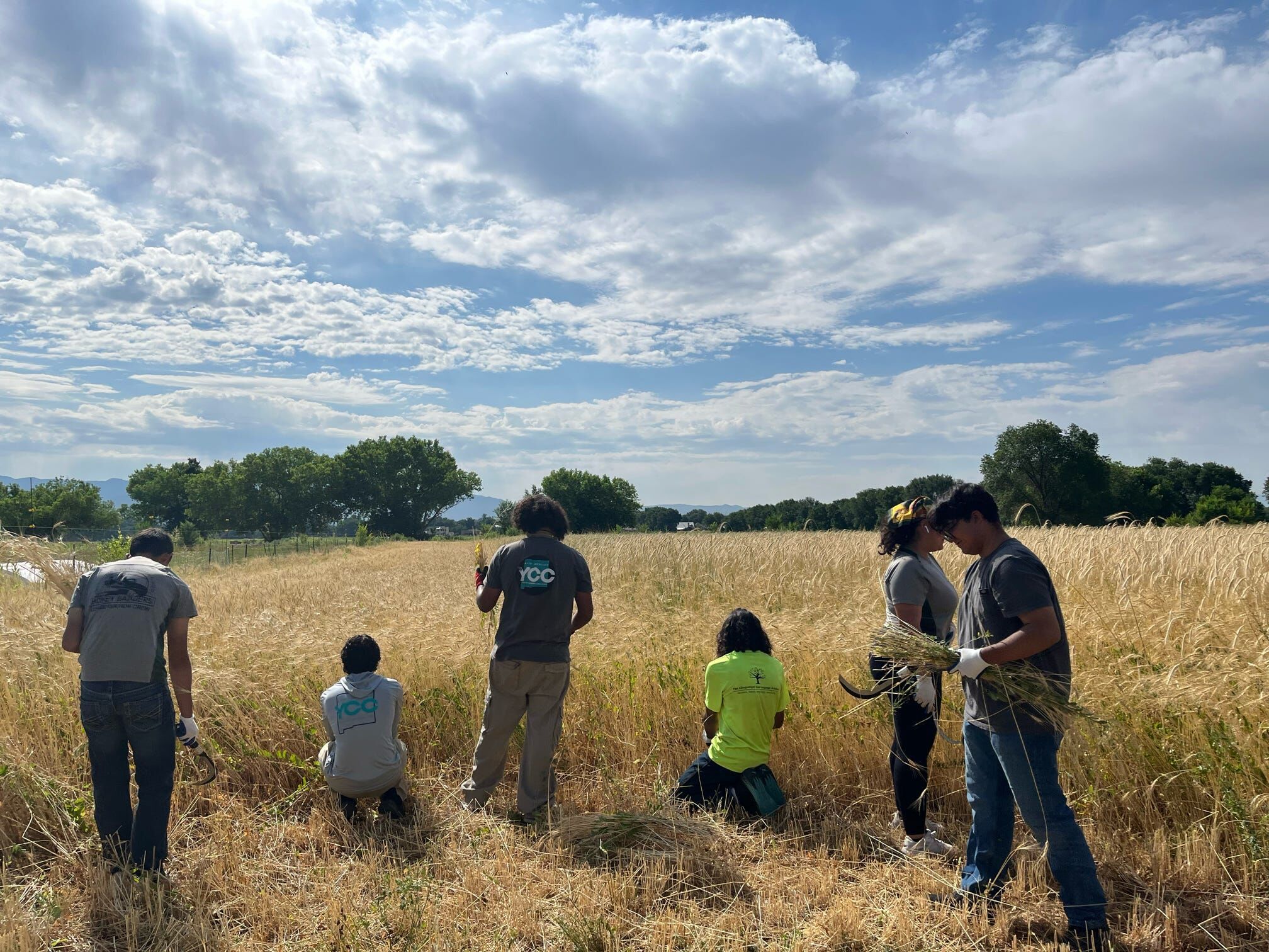 A youth crew cuts grain by hand in a golden field, under a sky full of summer clouds.