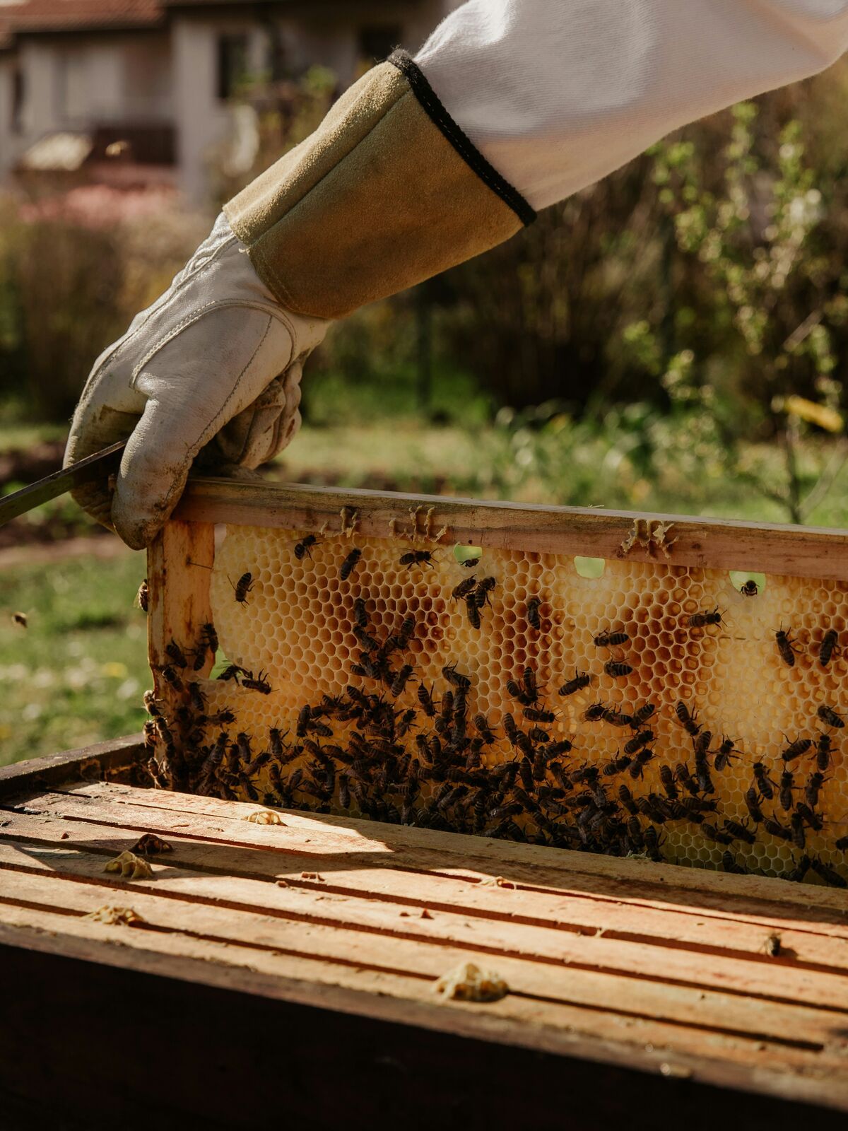 Gloved hands lift a wooden frame of honeycomb, crowded with bees, out of the hive.