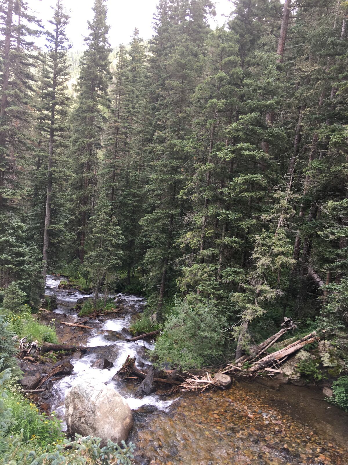 A mountain creek tumbles over rocks through a dark forest of spruce and fir.