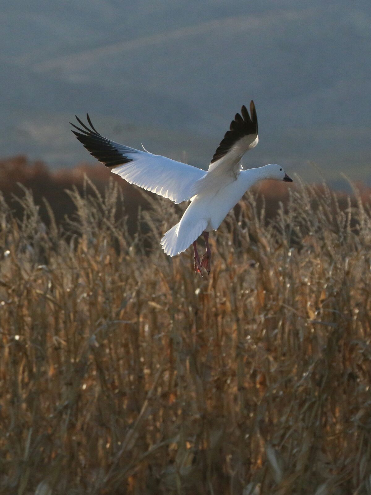 A snow goose comes in to land over a field of tall dry grass at Bosque del Apache.