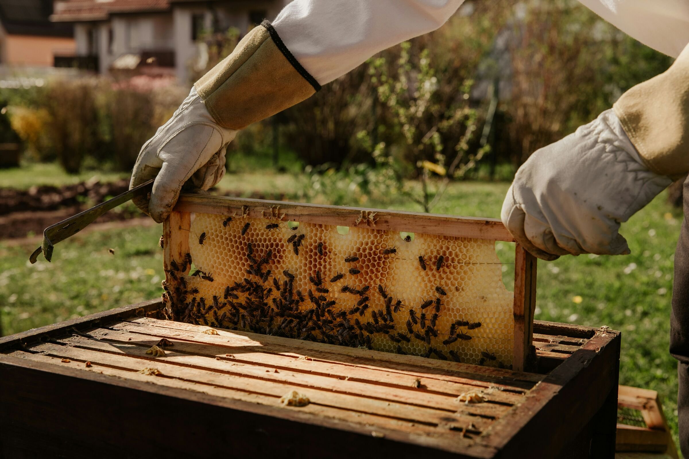 Gloved hands lift a wooden frame of honeycomb, crowded with bees, out of the hive.