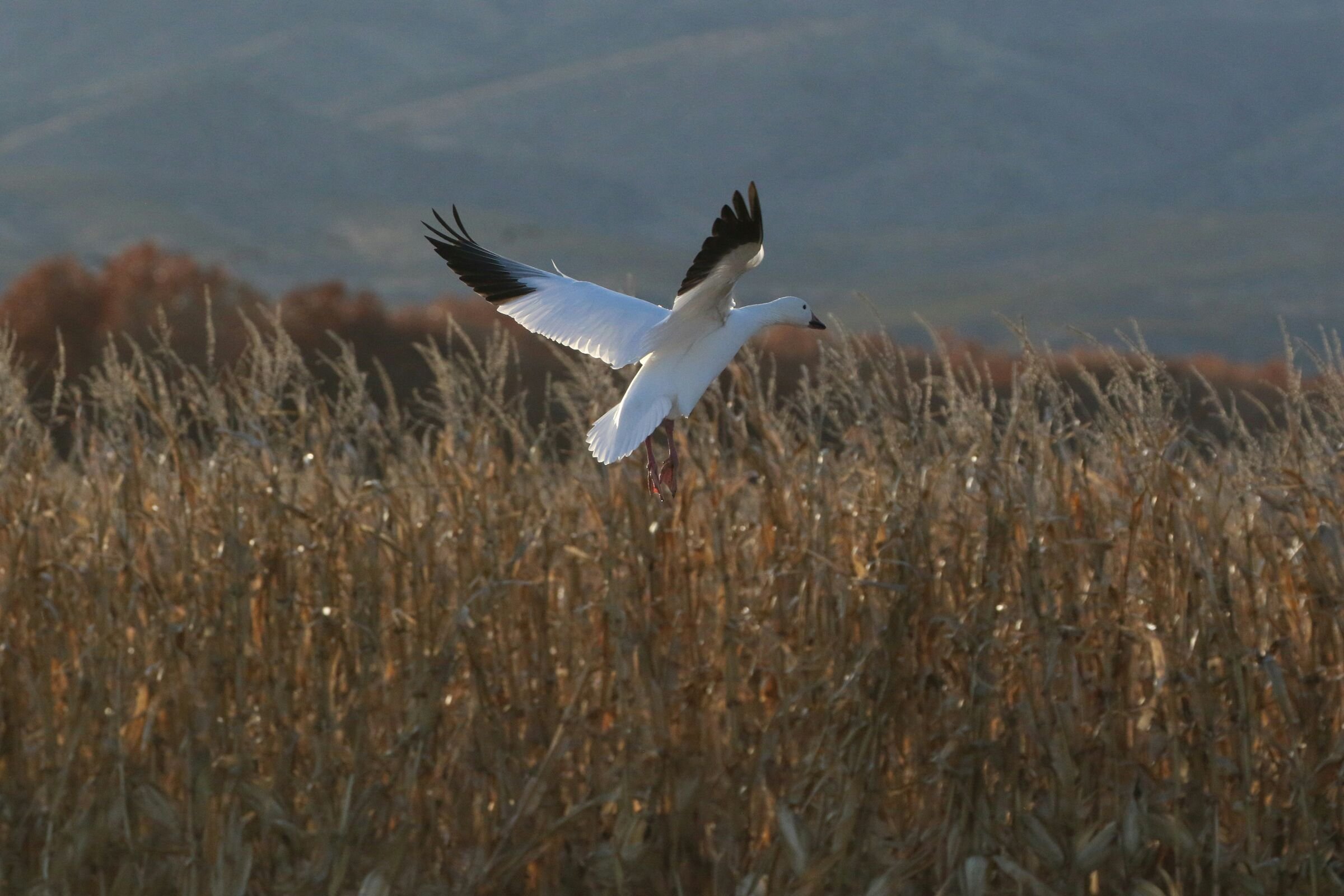 A snow goose comes in to land over a field of tall dry grass at Bosque del Apache.